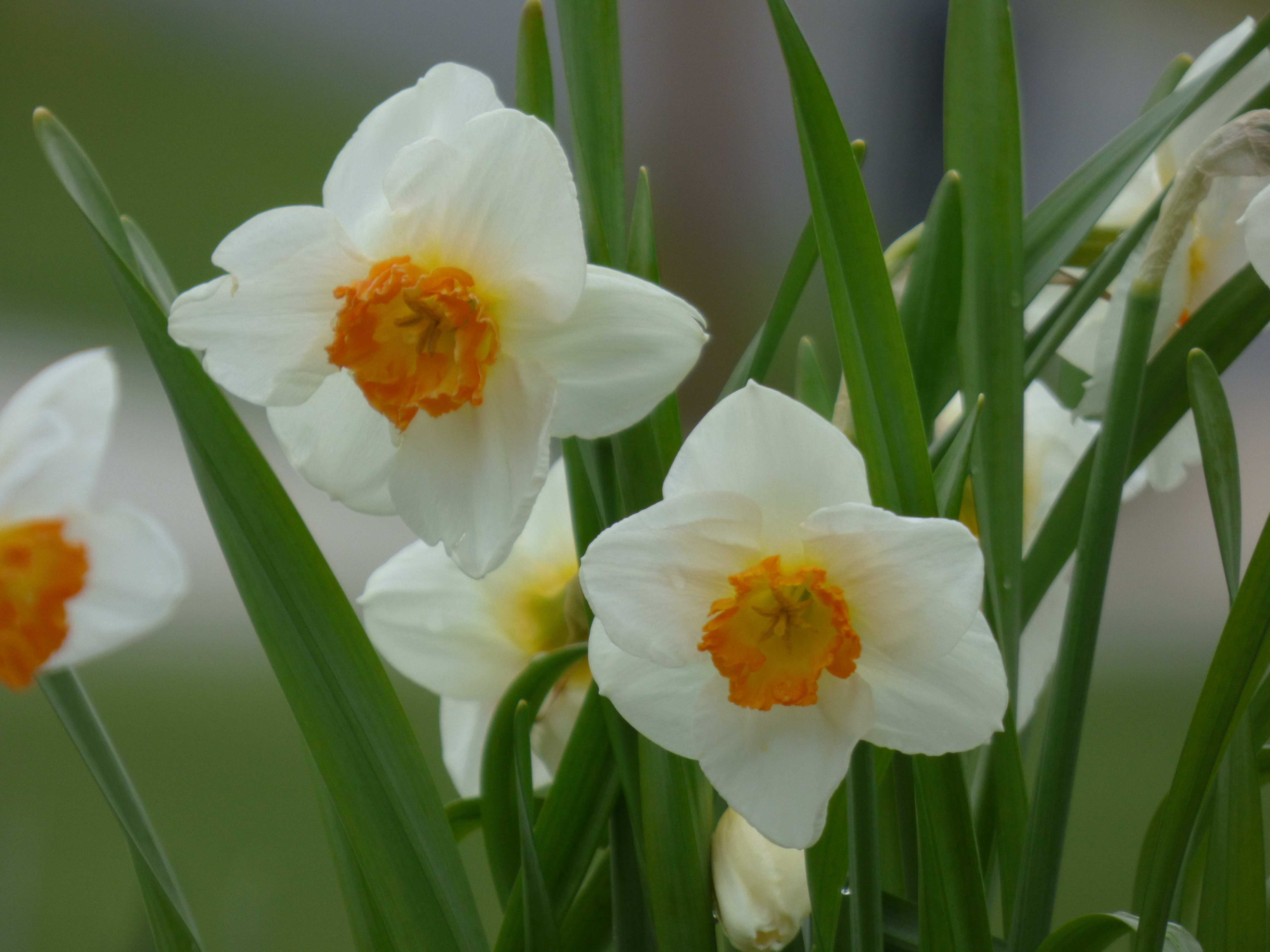 Some Flowers